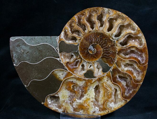 Split Ammonite Fossil (Half) - Crystal Chambers #7970